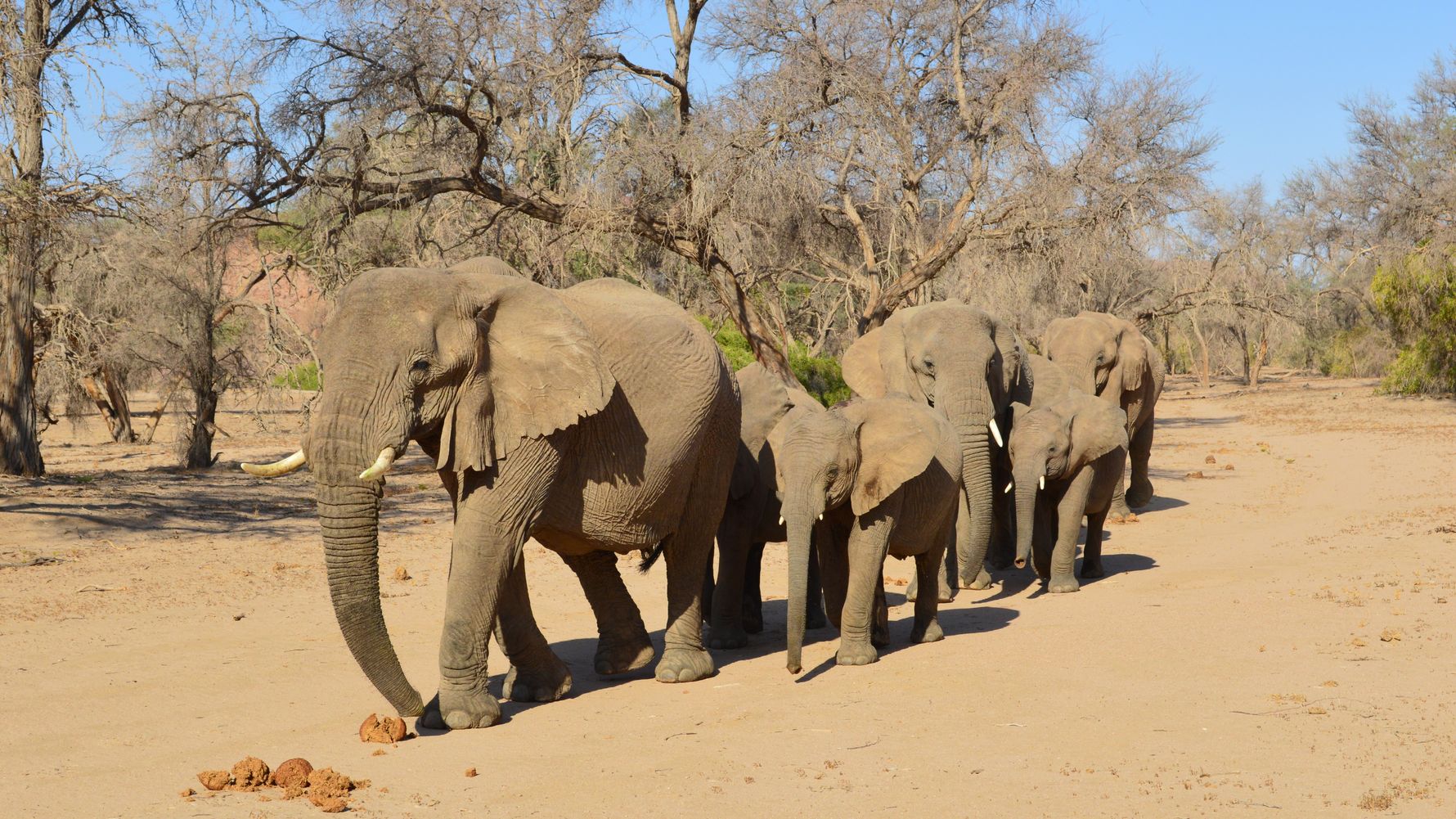 Elefantenherde zieht in der Savanne Afrikas umher