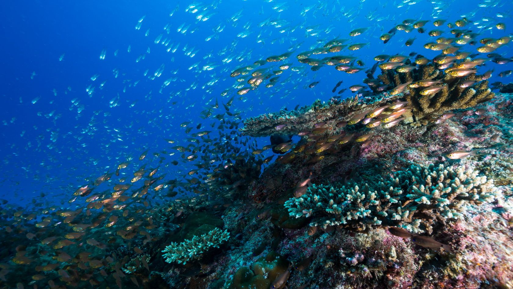 freiwilligenarbeit-seychellen-preis-artenschutz