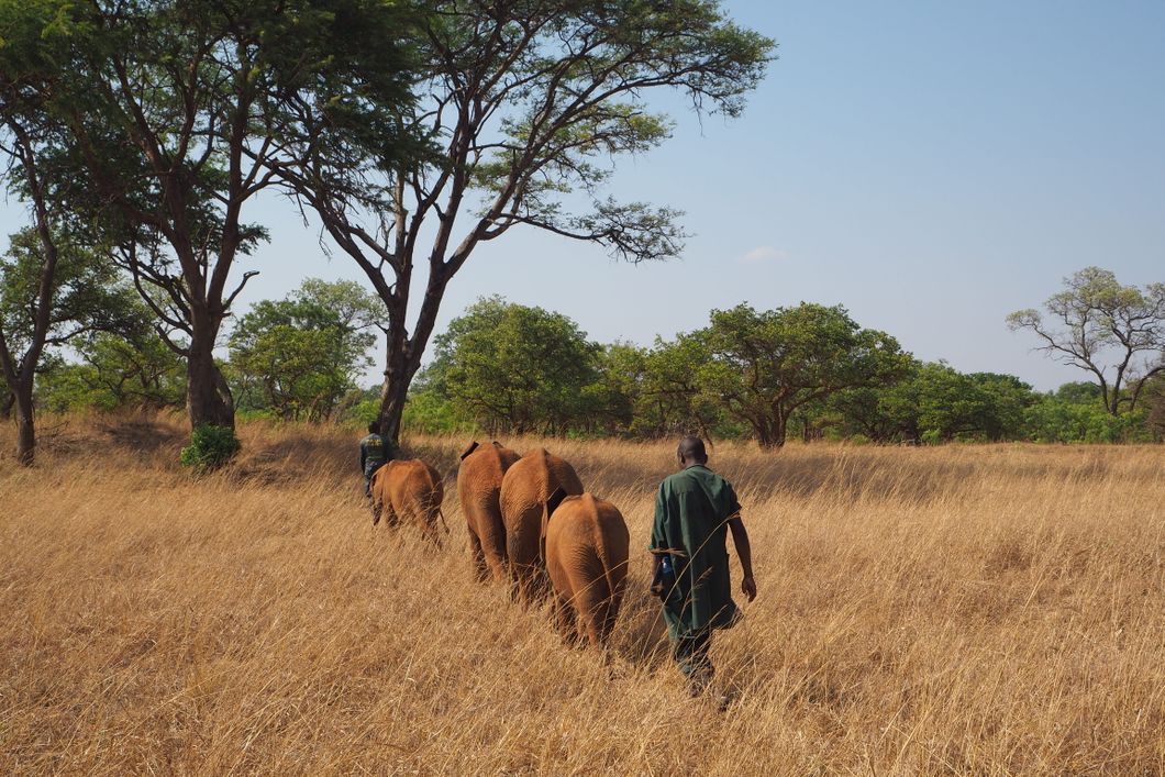 sabbatical-namibia-sambia-elefantenschutz-elefanten-kafue-natucate