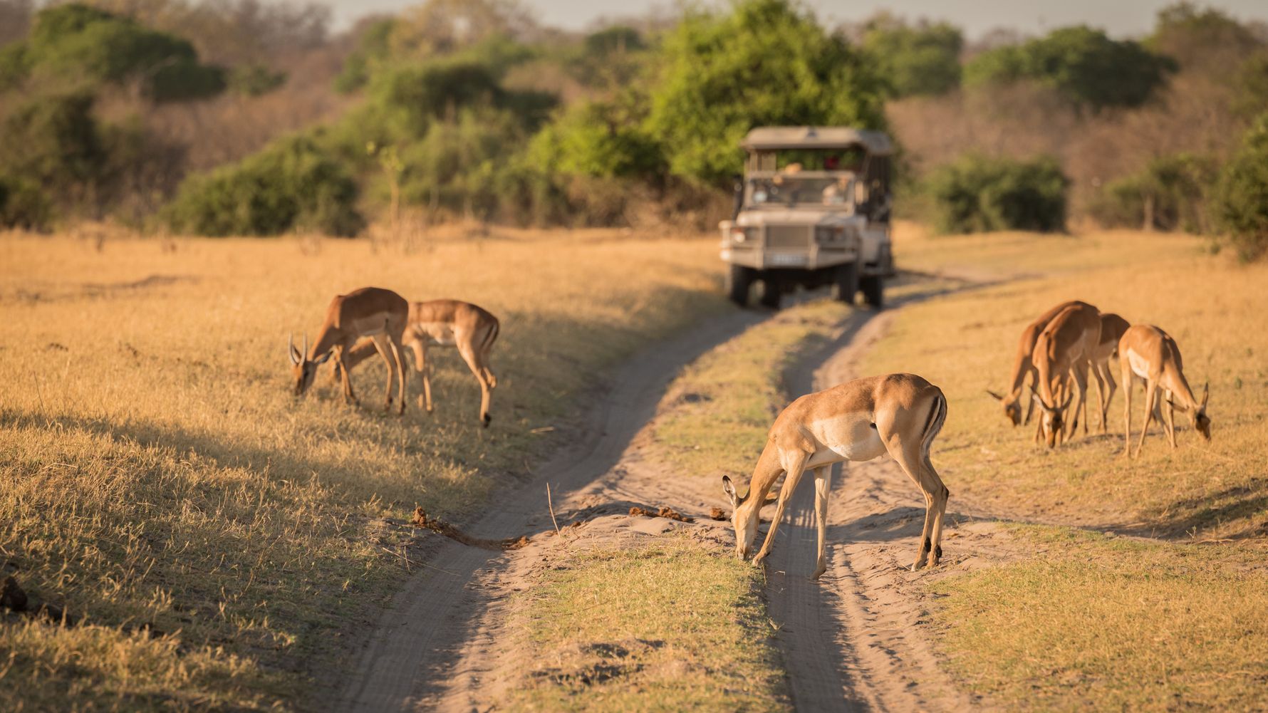 blog-reiseorte-botswana-mababe-safari