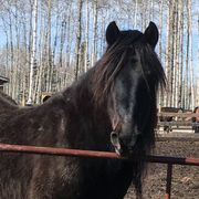 erfahrungsbericht-freiwilligenarbeit-kanada-alberta-pferdeschutz-pferd-anna-natucate