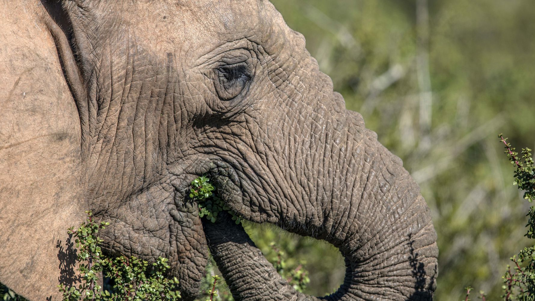 blog-wissen-elefanten-7-fun-facts-nahrung-natucate