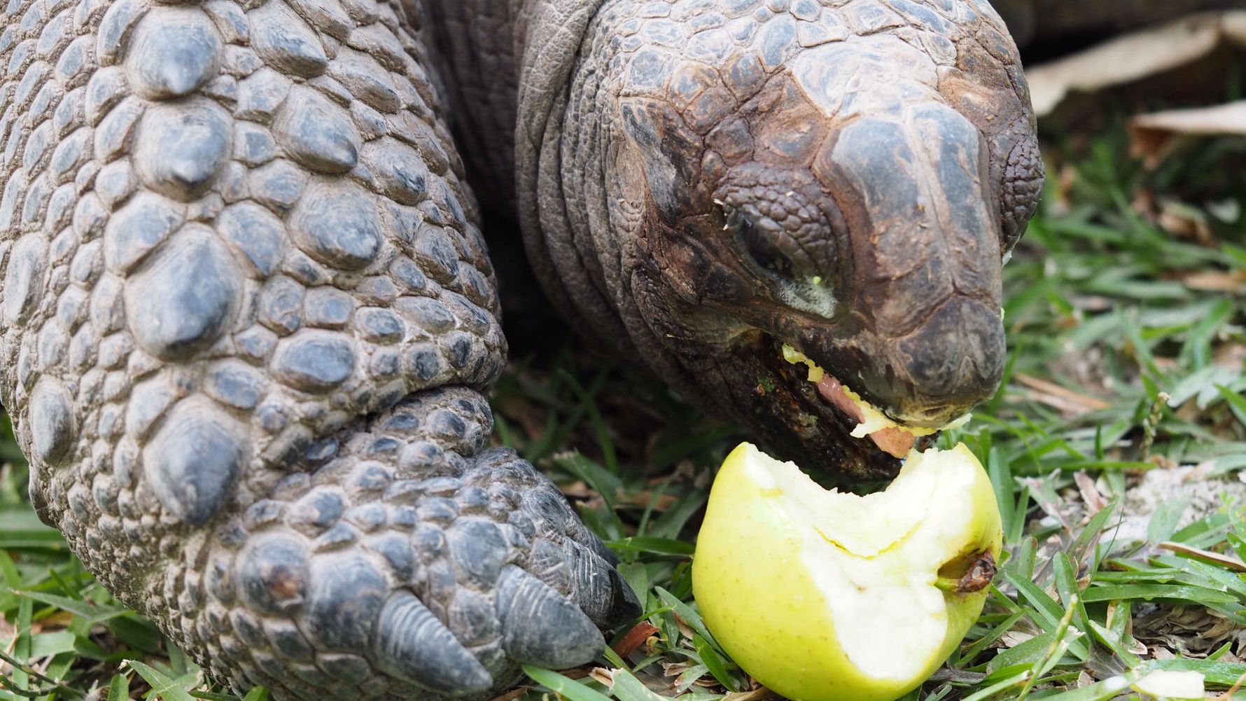 freiwilligenarbeit-seychellen-schildkroete-artenschutz-natucate