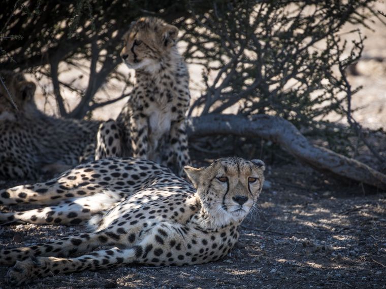 rangerausbildung-wissen-saeugetiere-gepardenfamilie-natucate
