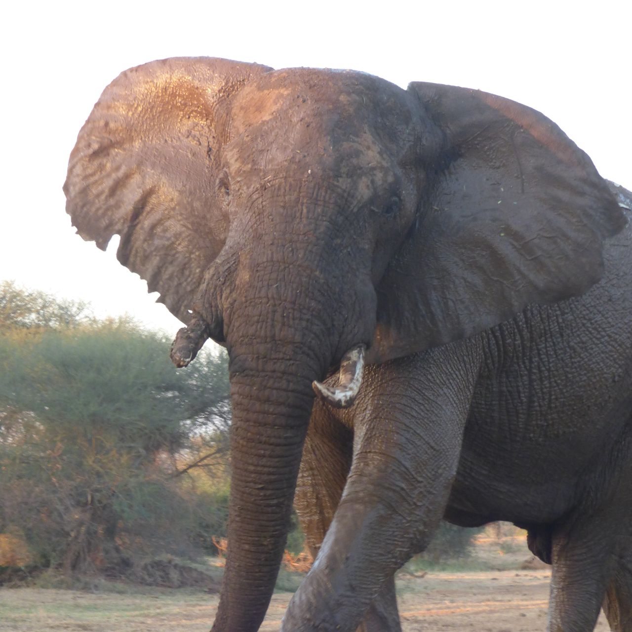 erfahrungsberichte-naturreise-afrika-private-wilderness-experience-marion-elefant-bulle-natucate