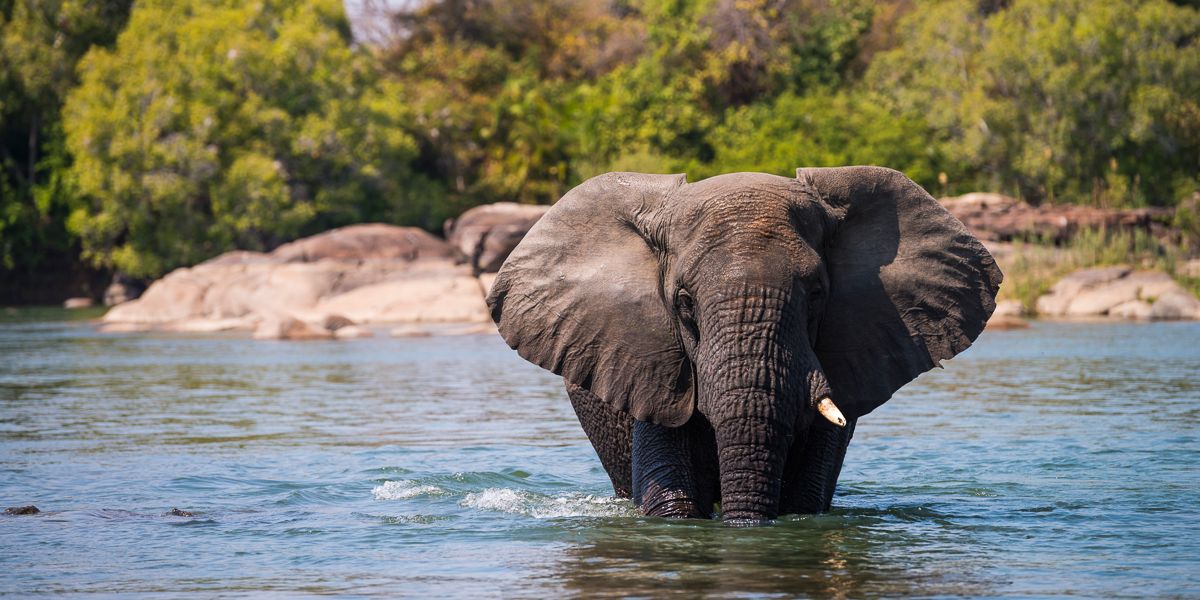 safari-sambia-von-livingstone-bis-kafue-kaingu-camp-elefant-im-wasser