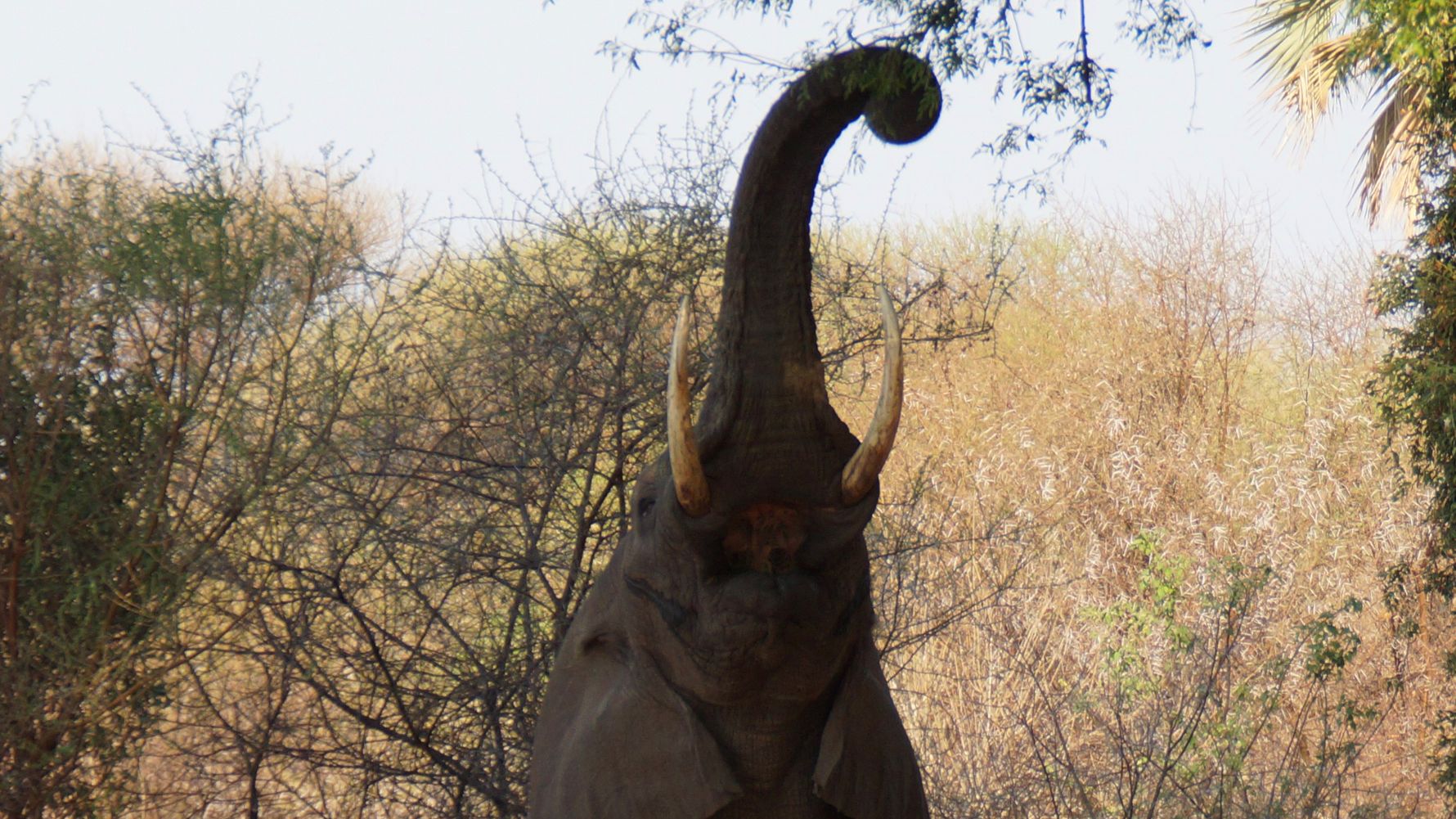 erfahrungsbericht-ecoquest-suedafrika-corinna-elefant-natucate