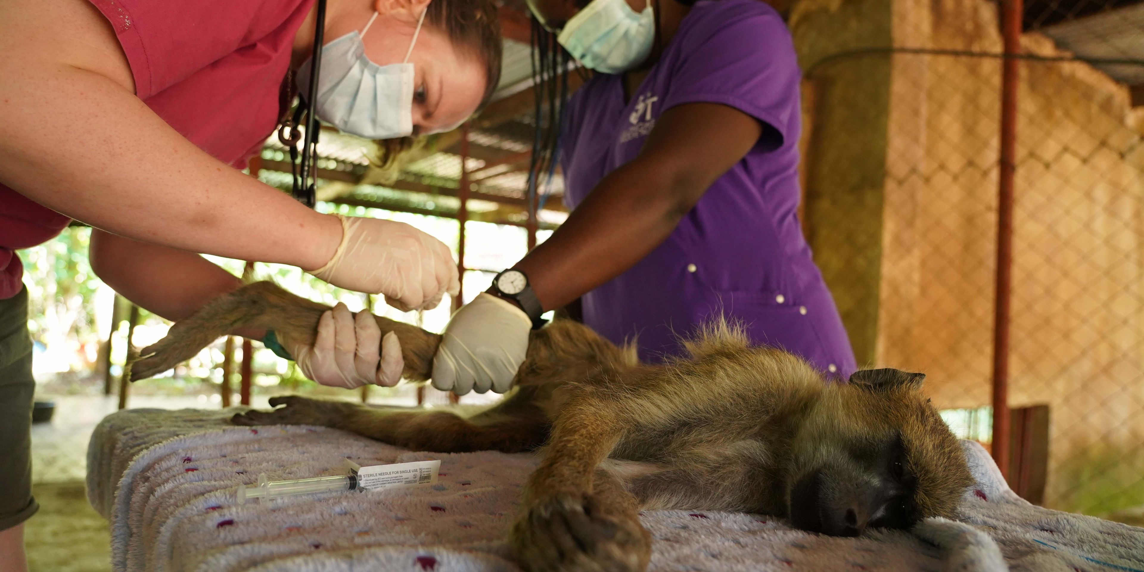 natucate-internship-malawi-wildlife-medical-exam-monkey