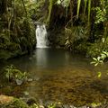 Die Kauri Coast auf der Nordinsel von Neuseeland: Heimat uralter Regenwaelder und faszinierender Tierarten