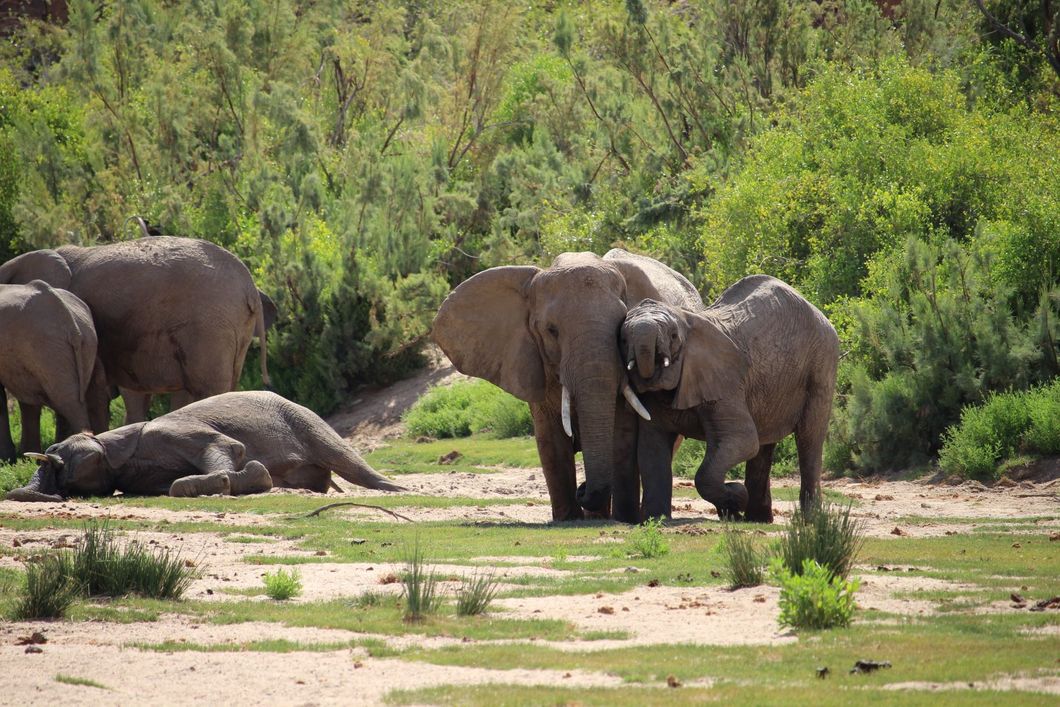freiwilligenarbeit-namibia-familie-afrika-family-volunteering-artenschutz-elefant-herde-natucate