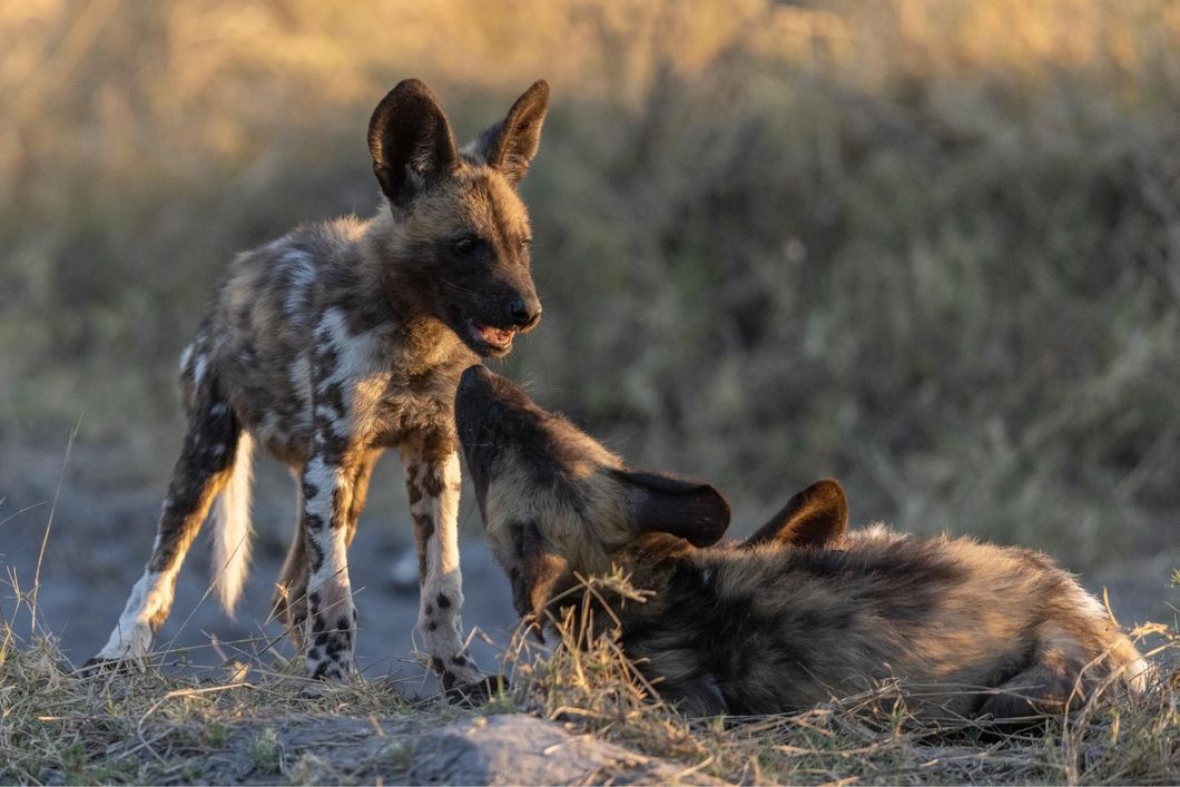 Zwei afrikanische Wildhund Welpen spielen gemeinsam in Botswana