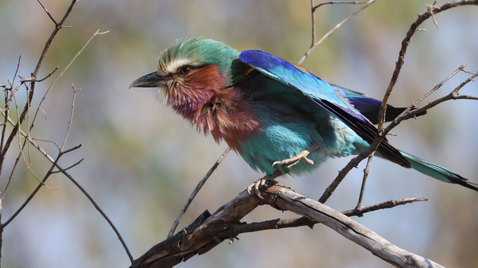 European Roller
