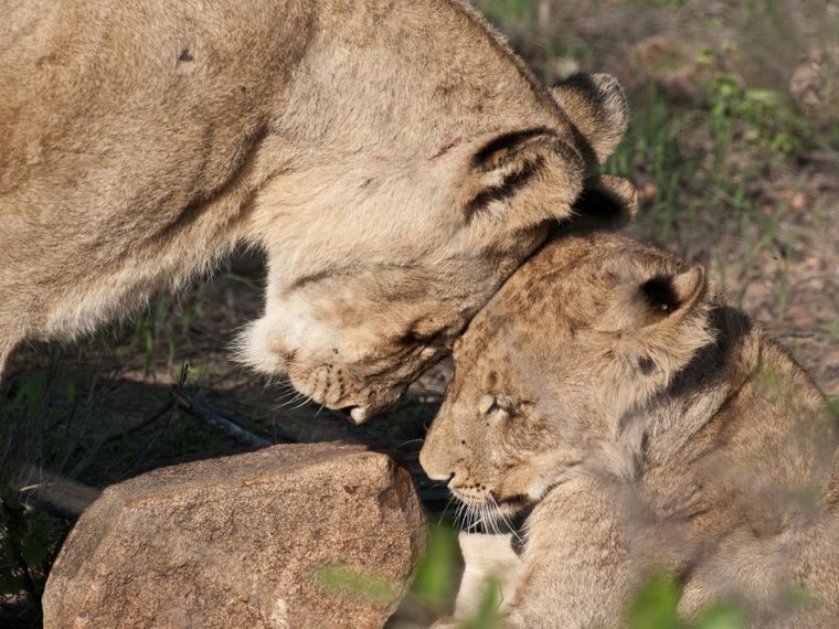 freiwilligenarbeit-suedafrika-loewenaufzucht-blog-natucate