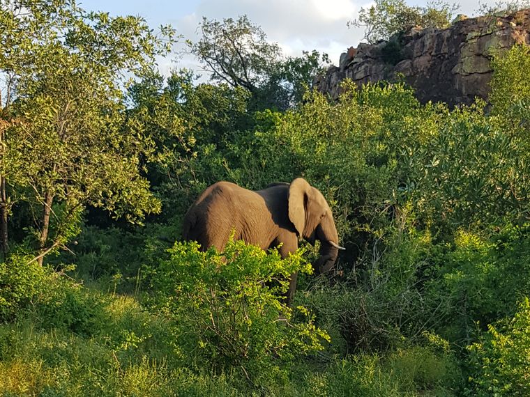 erfahrungsbericht-rangerkurs-field-guide-level-1-suedafrika-marco-elefant-natucate