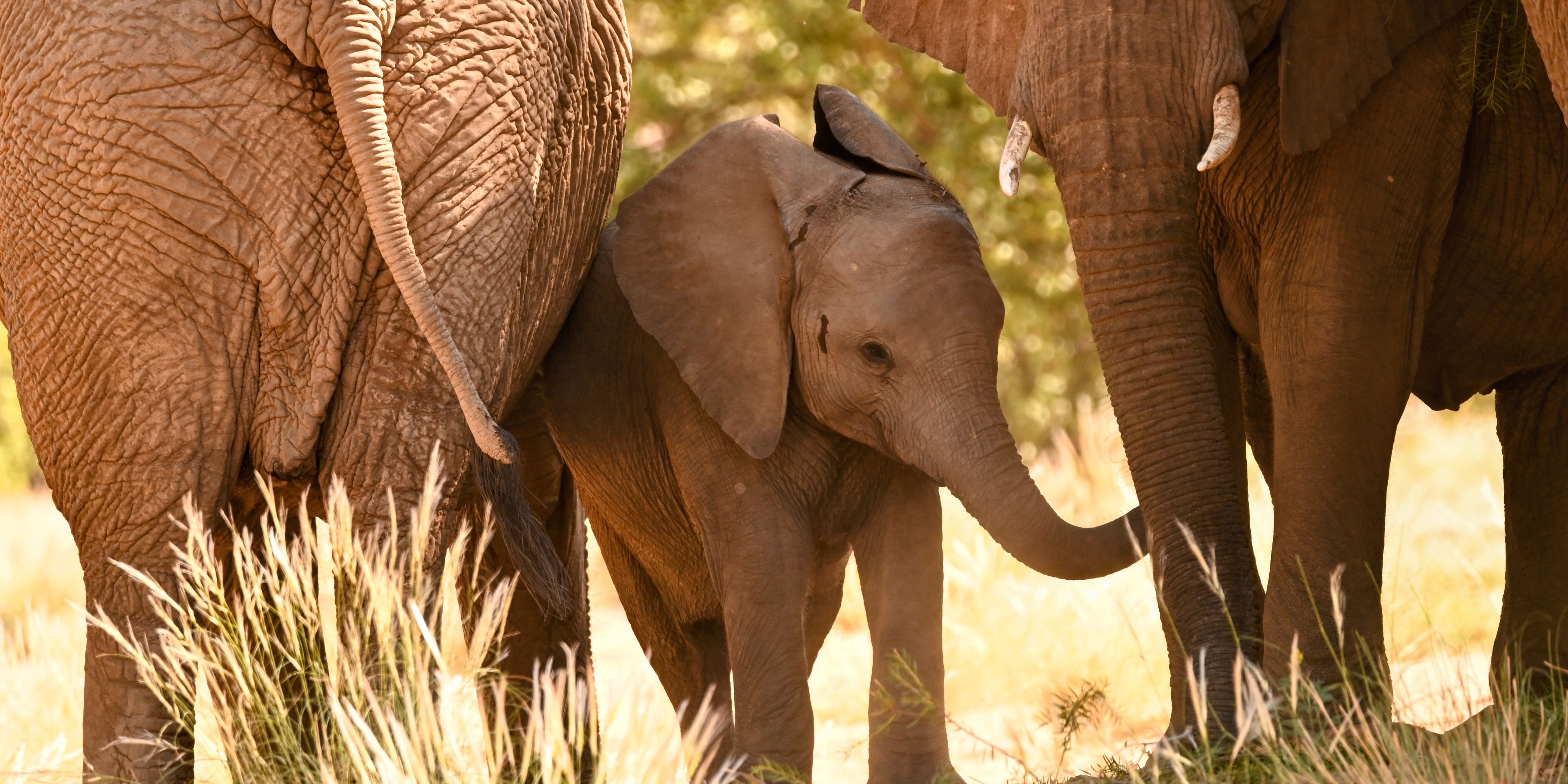 Baby elephant inbetween others