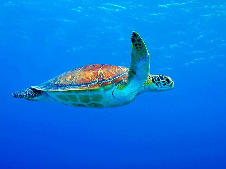 natucate-freiwilligenarbeit-costa-rica-schildkroetenschutz-header