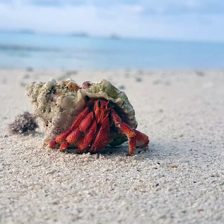 erfahrungsbericht-freiwilligenarbeit-walhaischutz-malediven-sara-krebs-natucate