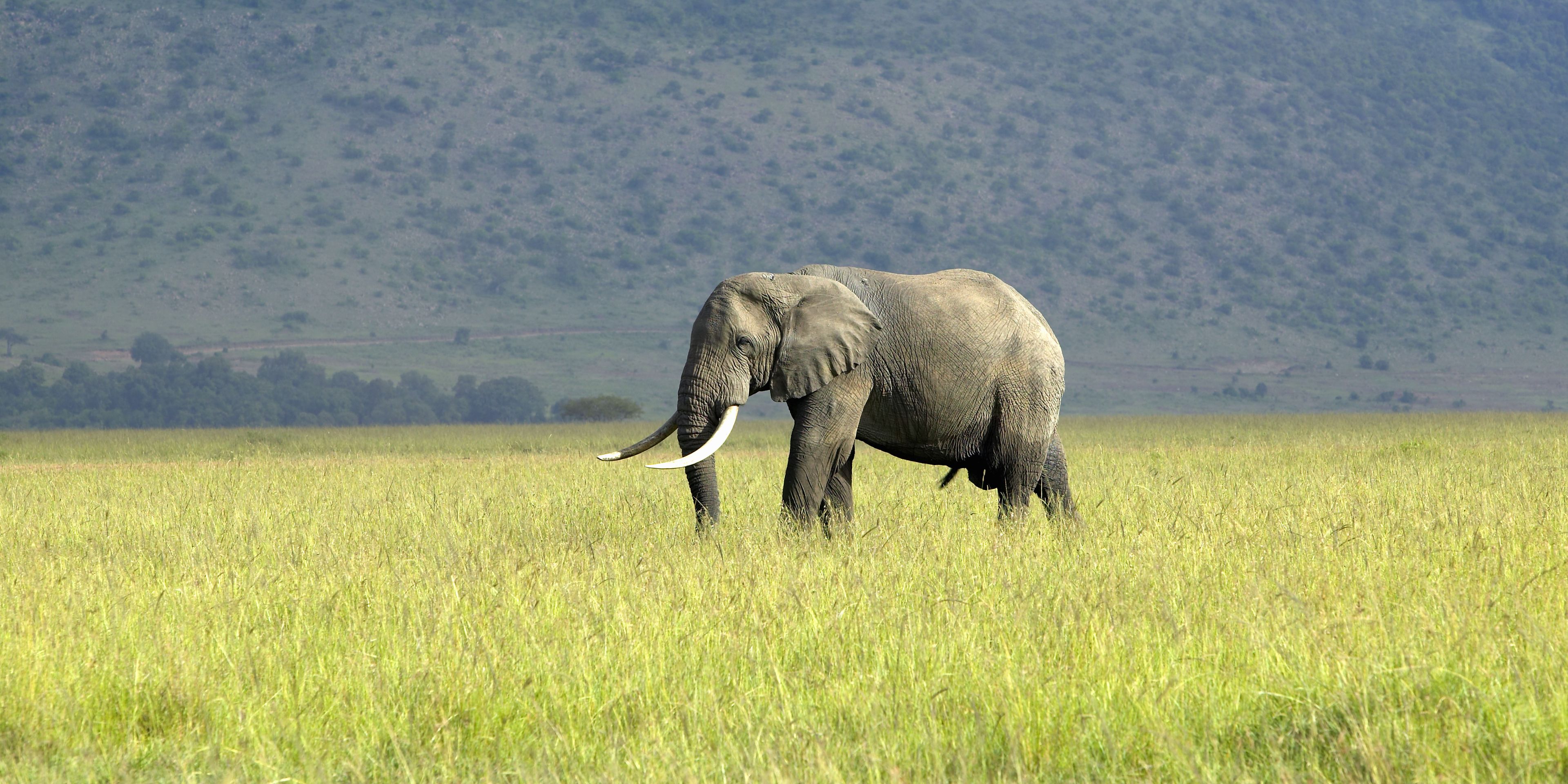 Sichtung eines Elefanten, der durch die Steppe der Masai Mara wandert waehrend eines Rangerkurses