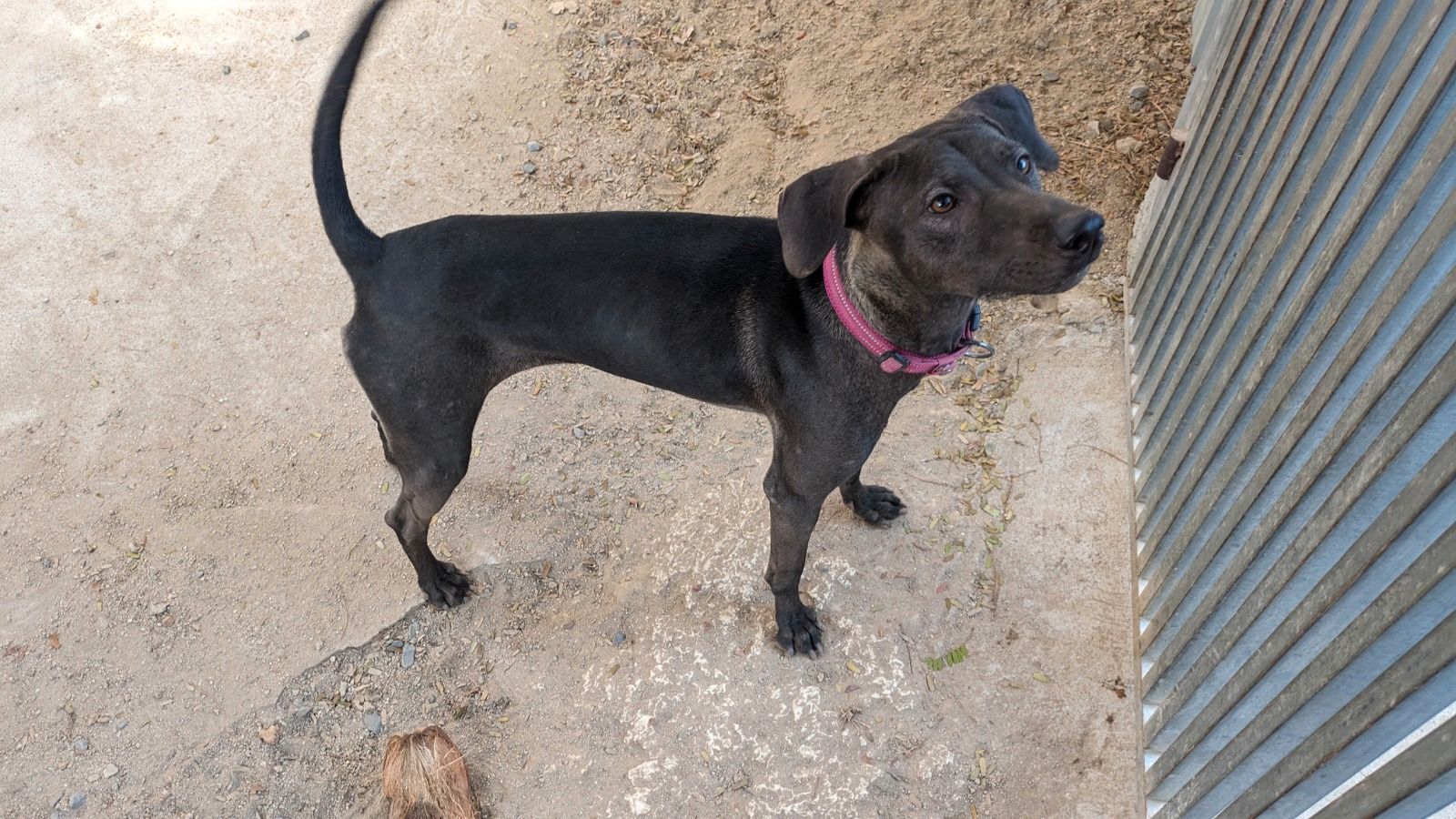 natucate-blog-review-thailand-koh-lanta-wayne-dog-black