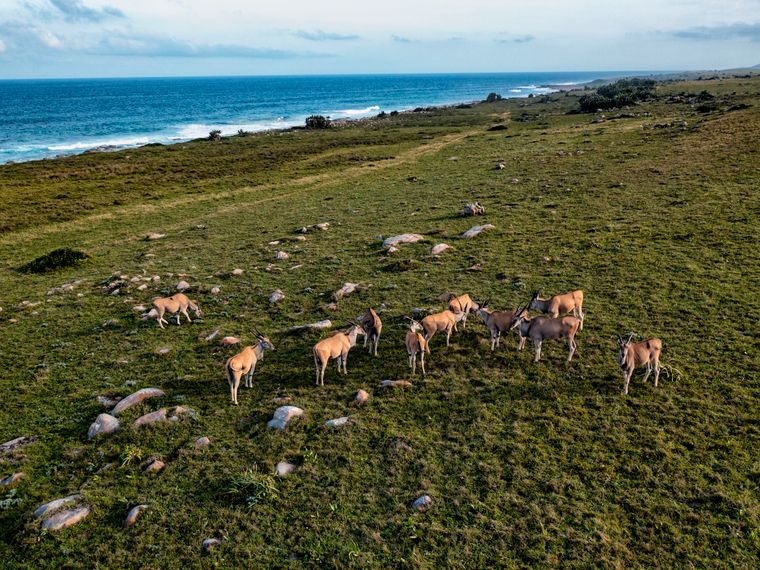 natucate-blog-wild-coast-eland-grasslands