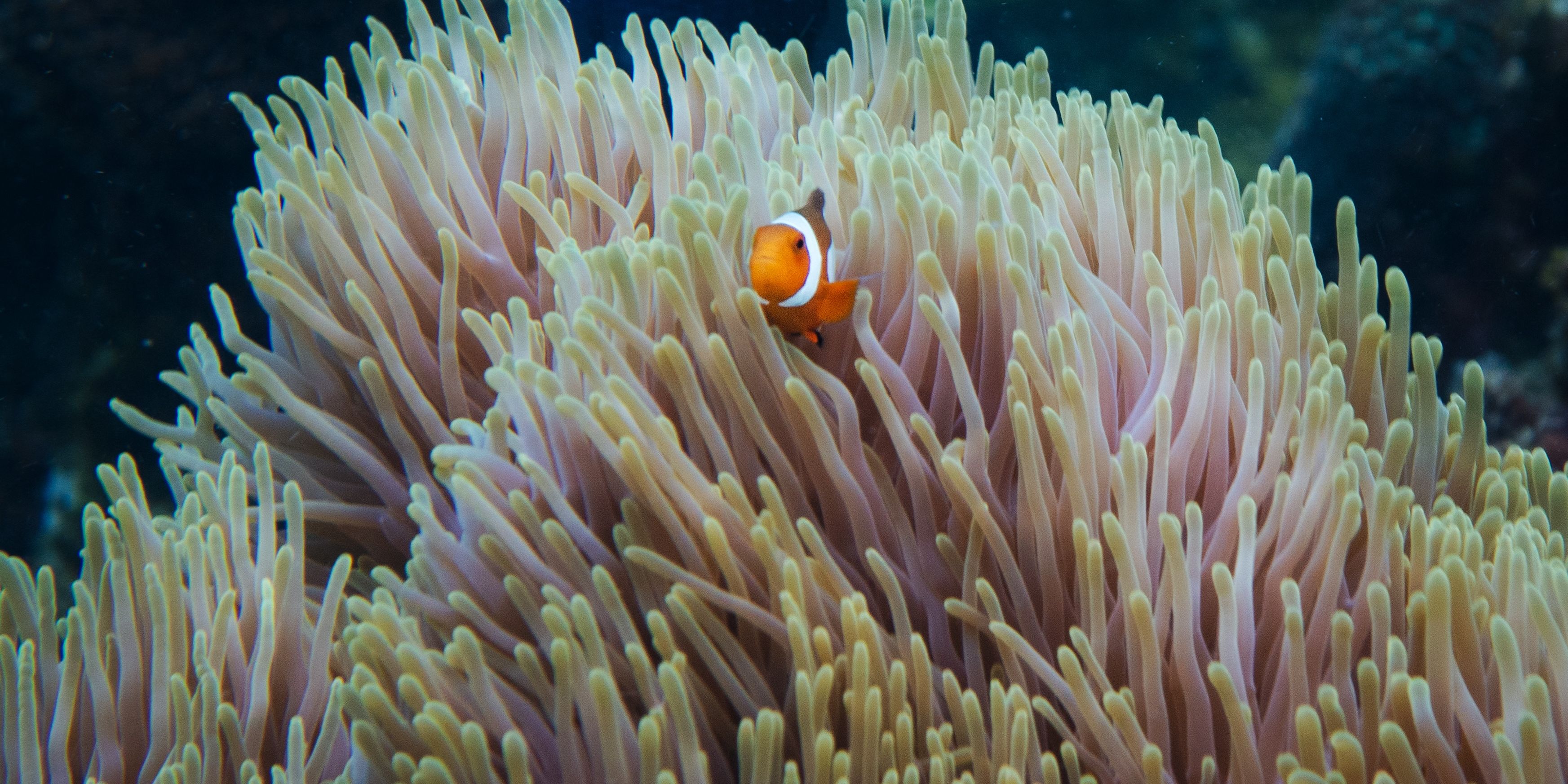 Koralle mit Clownsfish