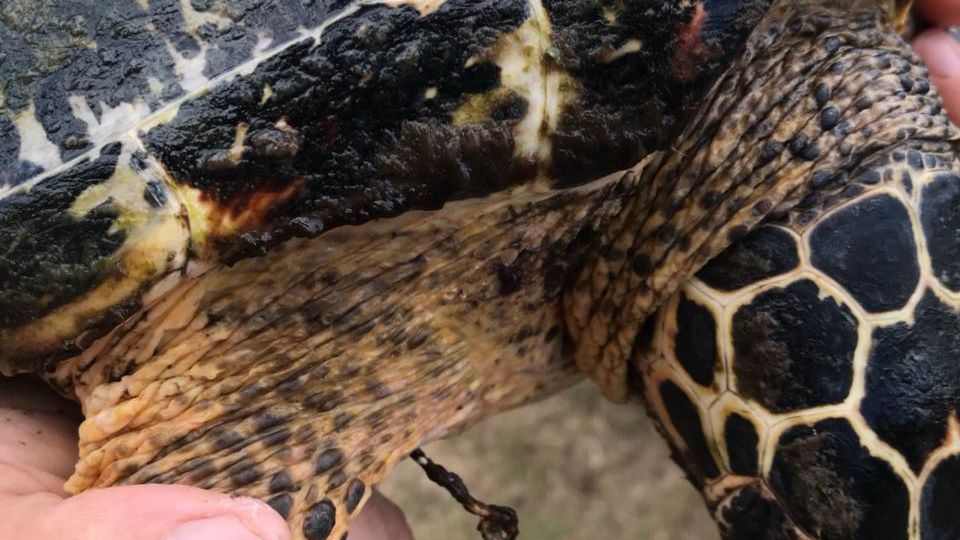 Eine Schildkroete wurde durch einen Angelhaken verletzt und wird von Freiwilligen versorgt