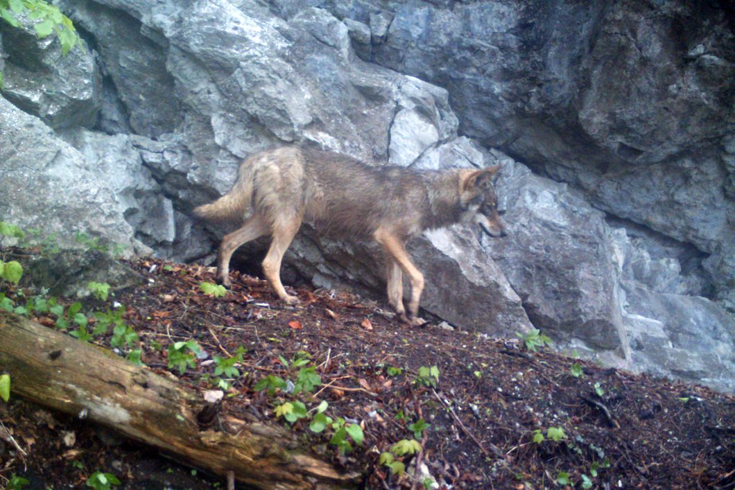 Wolf is standing close to a rock wall in a forest in Slovakia