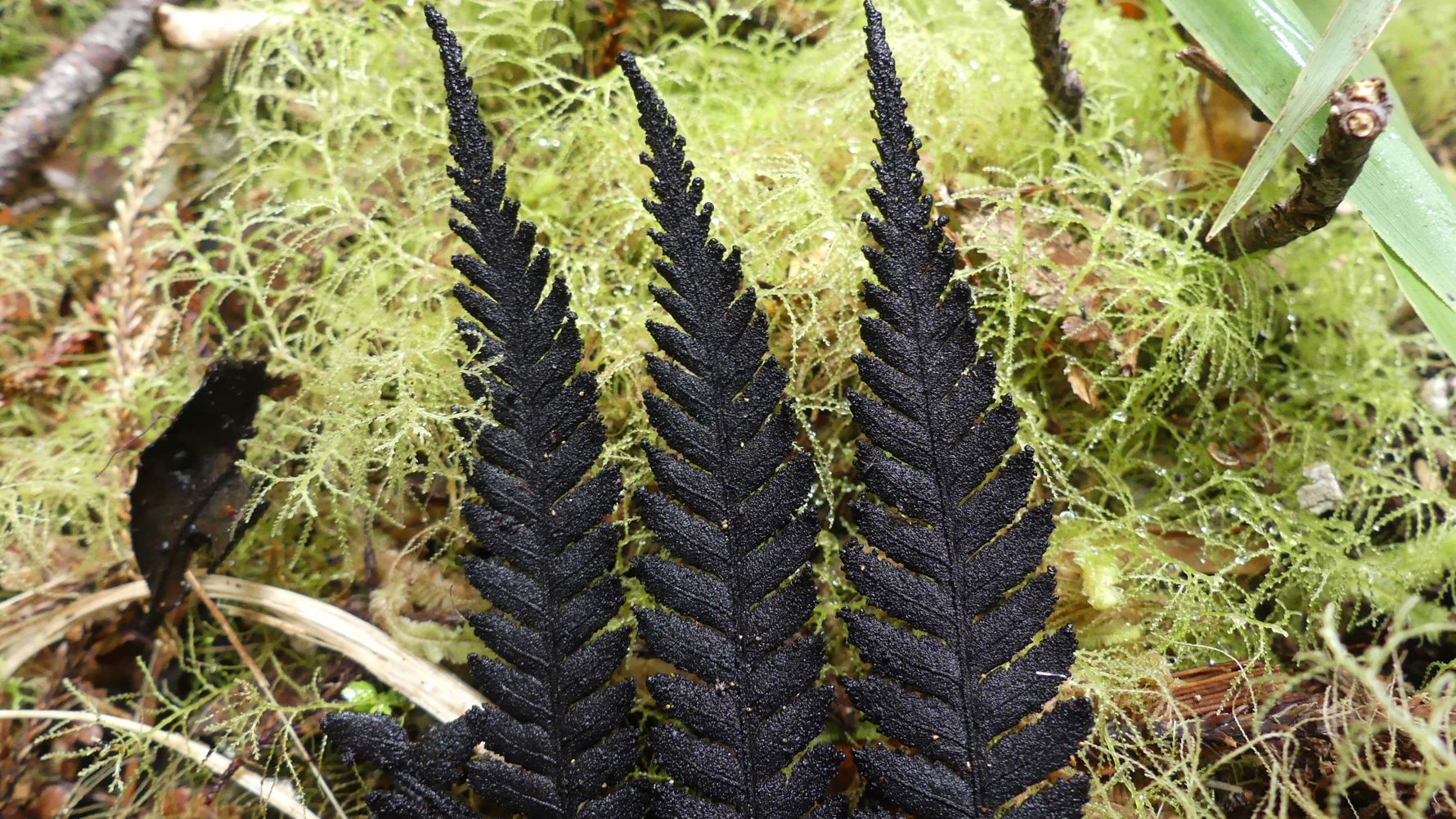 blog-ratgeber-neuseeland-kauri-coast-pflanzen-natucate