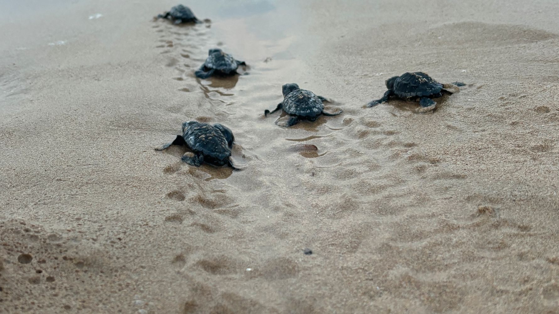 natucate-blog-erfahrungsbericht-griechenland-schildkroten-lena-strand-baby