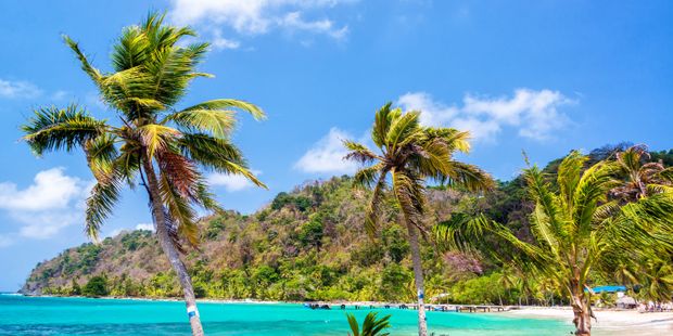 natucate-country-information-panama-panama-la-miel-carribean-sea-palm-trees
