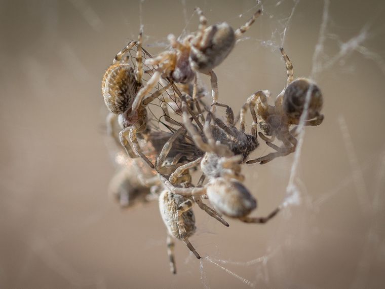 Mehrere kleinere Spinnen fressen ein anderes Insekt