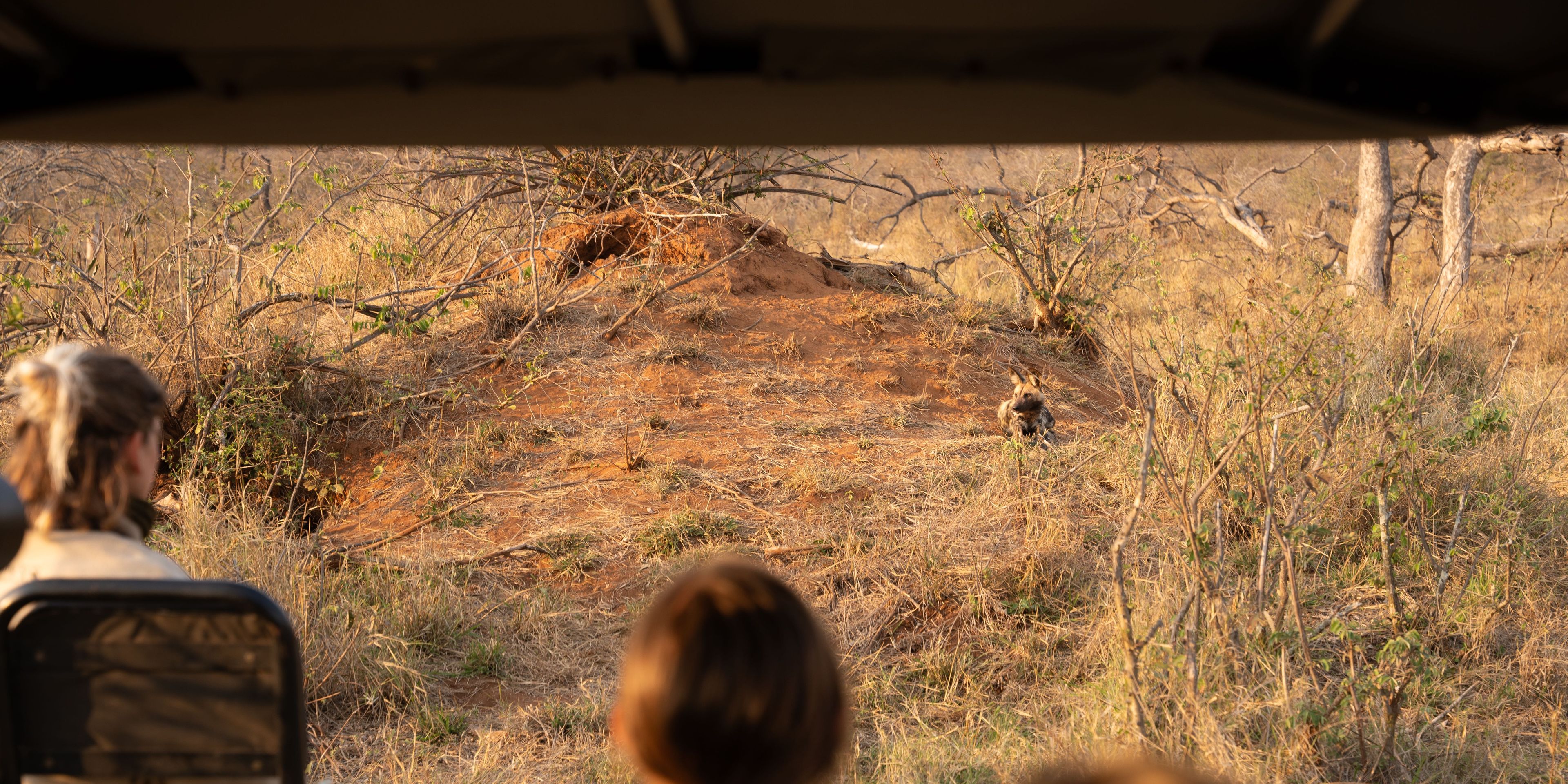 natucate-guide-course-south-africa-et-svenja-game-drive-wild-dog