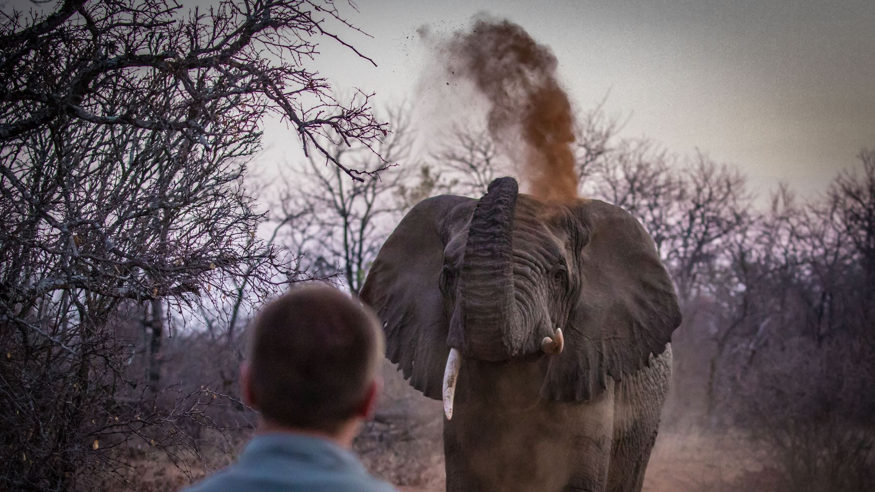Der Konflikt zwischen Mensch und Elefant fuehrte zur Bejagung und Vertreibung von Elefanten