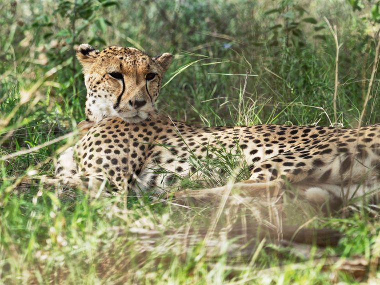 Ranger-Schnupperkurs in Südafrika Gepard Tiersichtung