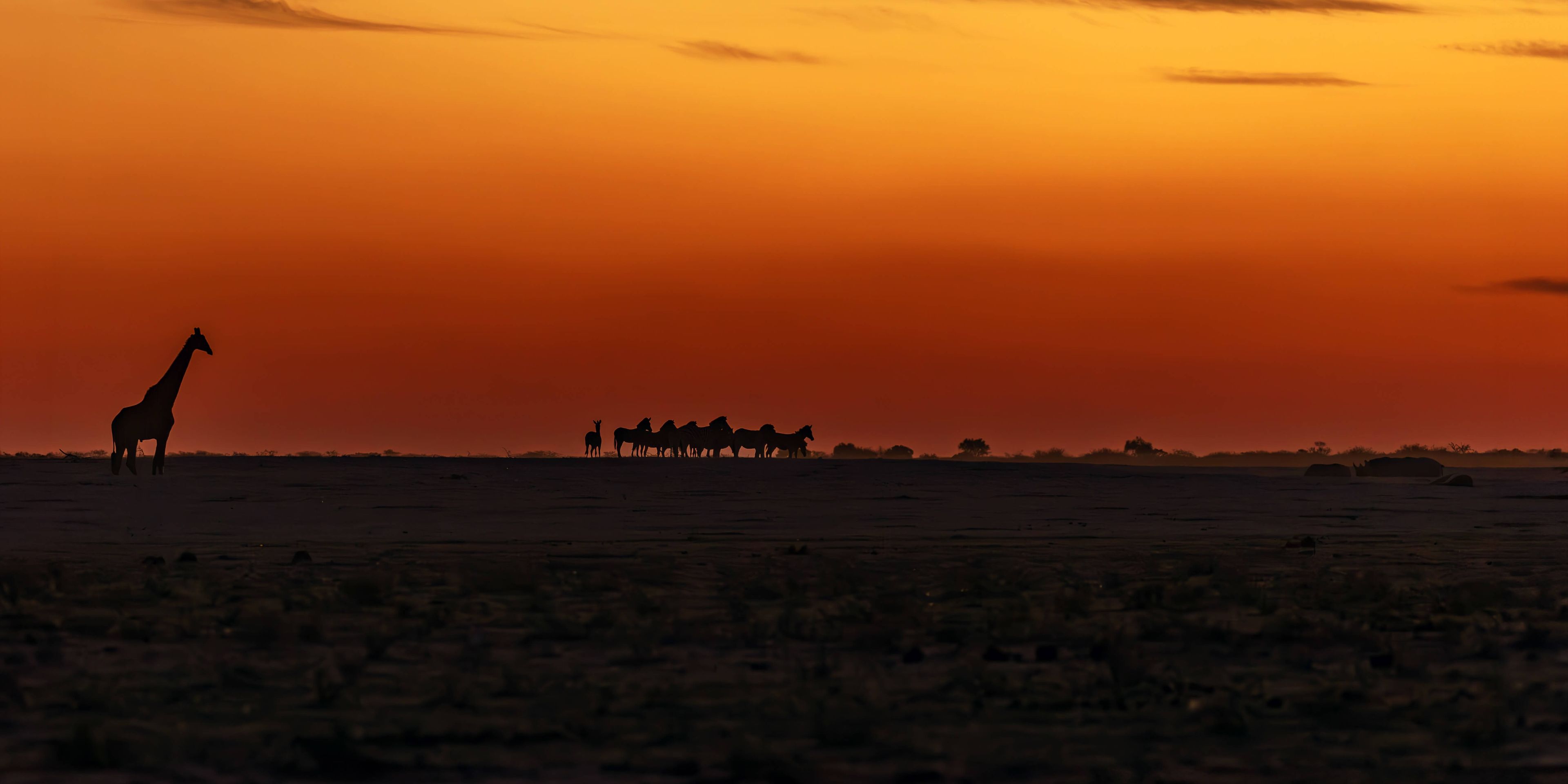 natucate-volunteering-southafrica-kalahari-sunset-giraffe
