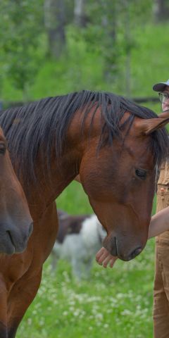 natucate-canada-freiwilligenarbeit-horses-zwei-pferde
