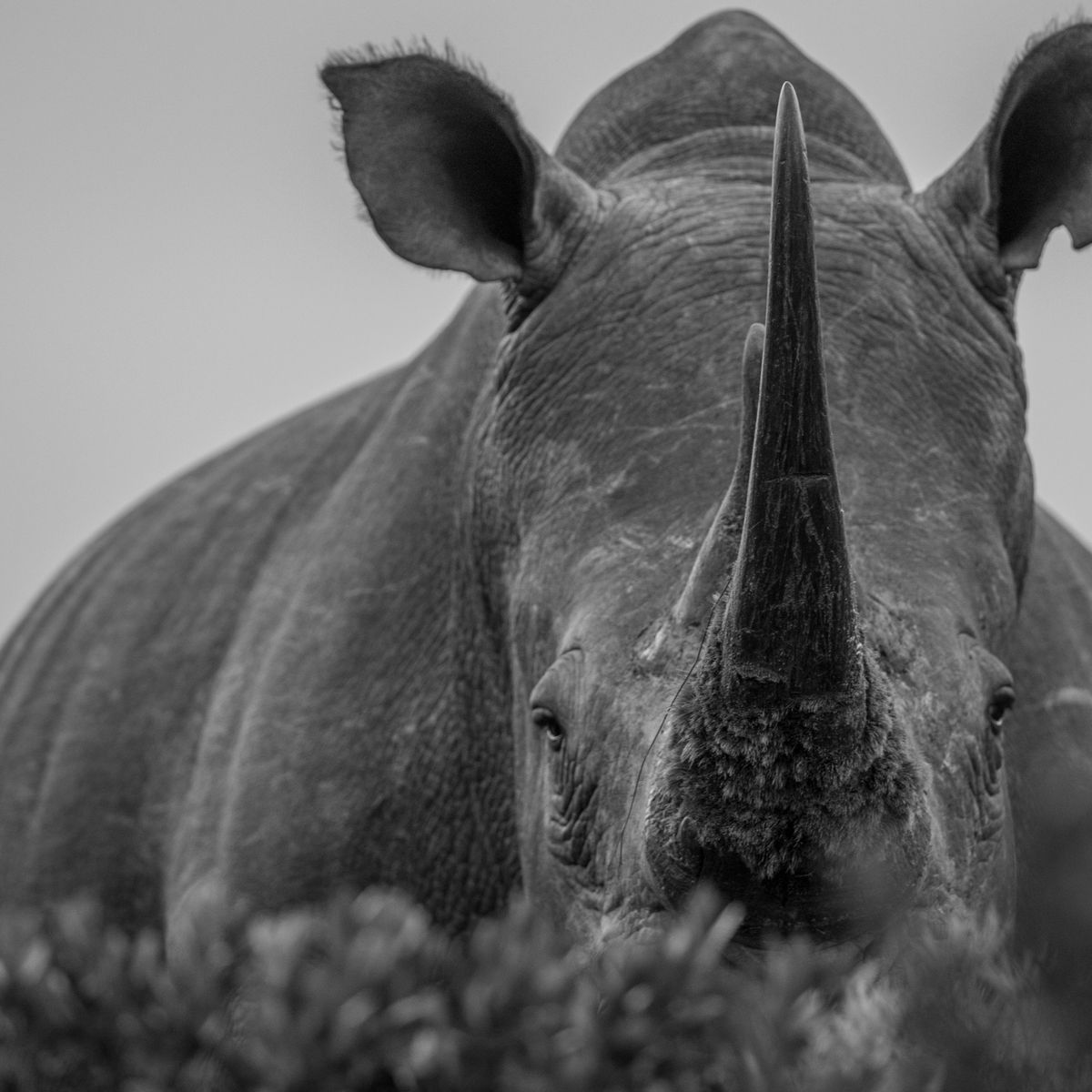 blog-news-coronavirus-artenschutz-nashorn-natucate