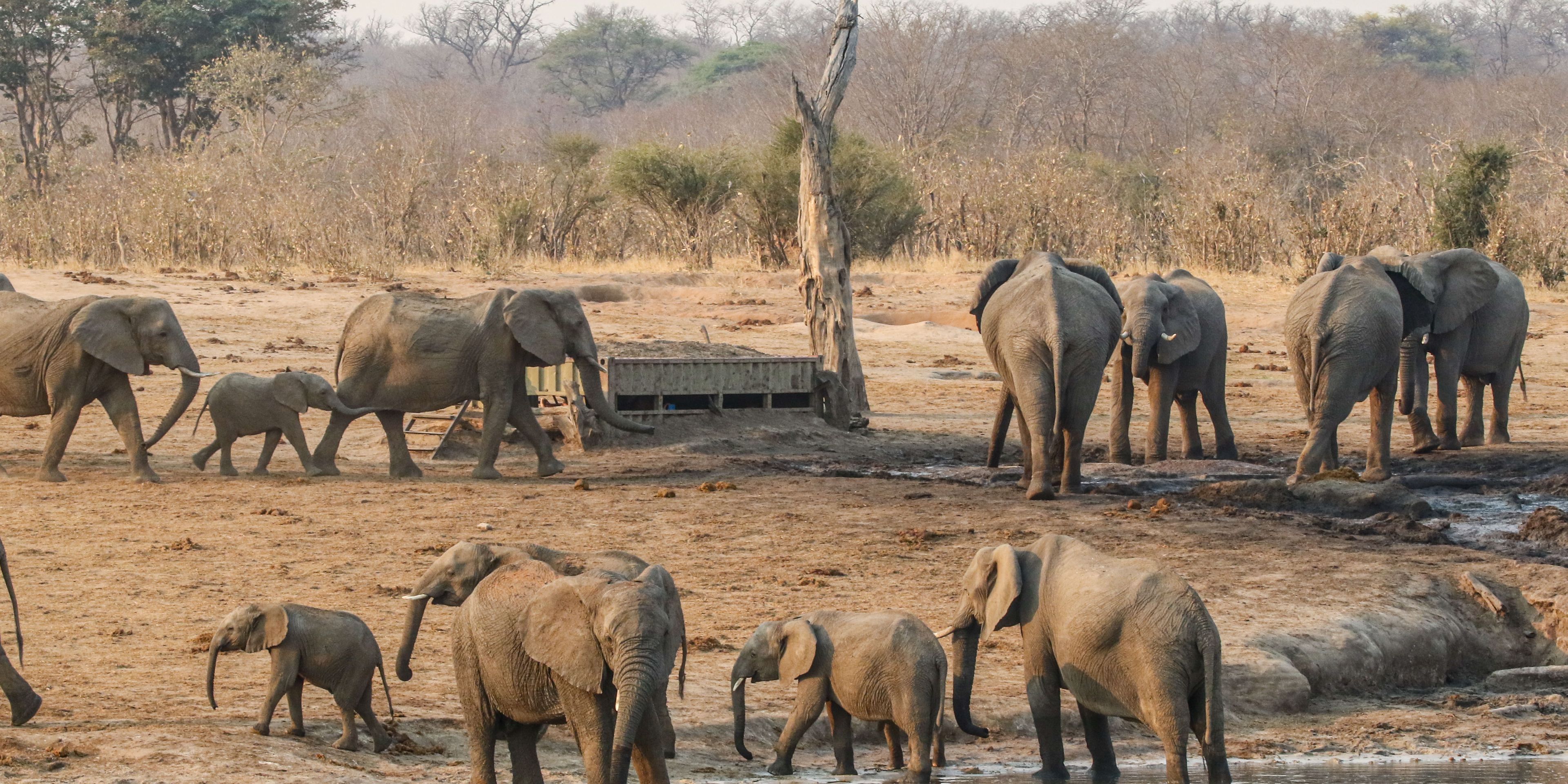 natucate-private-wilderness-experience-hwange-zimbabwe-elephant-herd-river