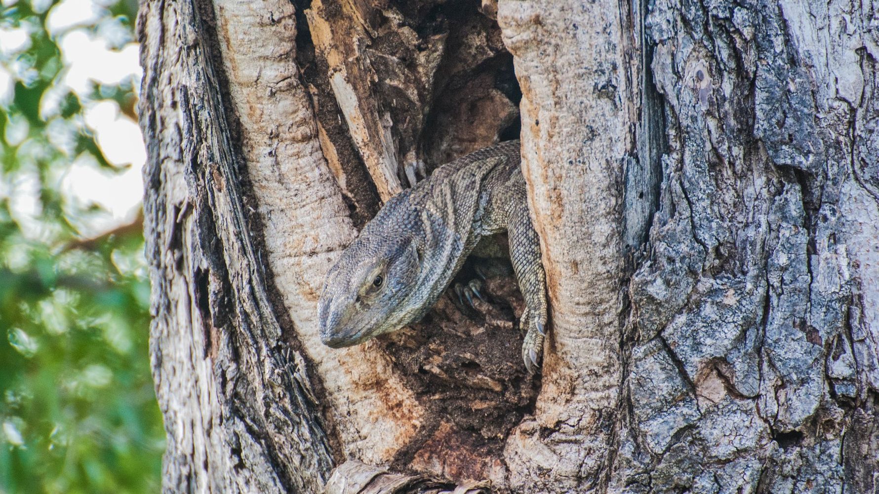 erfahrungsbericht-suedafrika-kundenfotos-rangerausbildung-echse-natucate