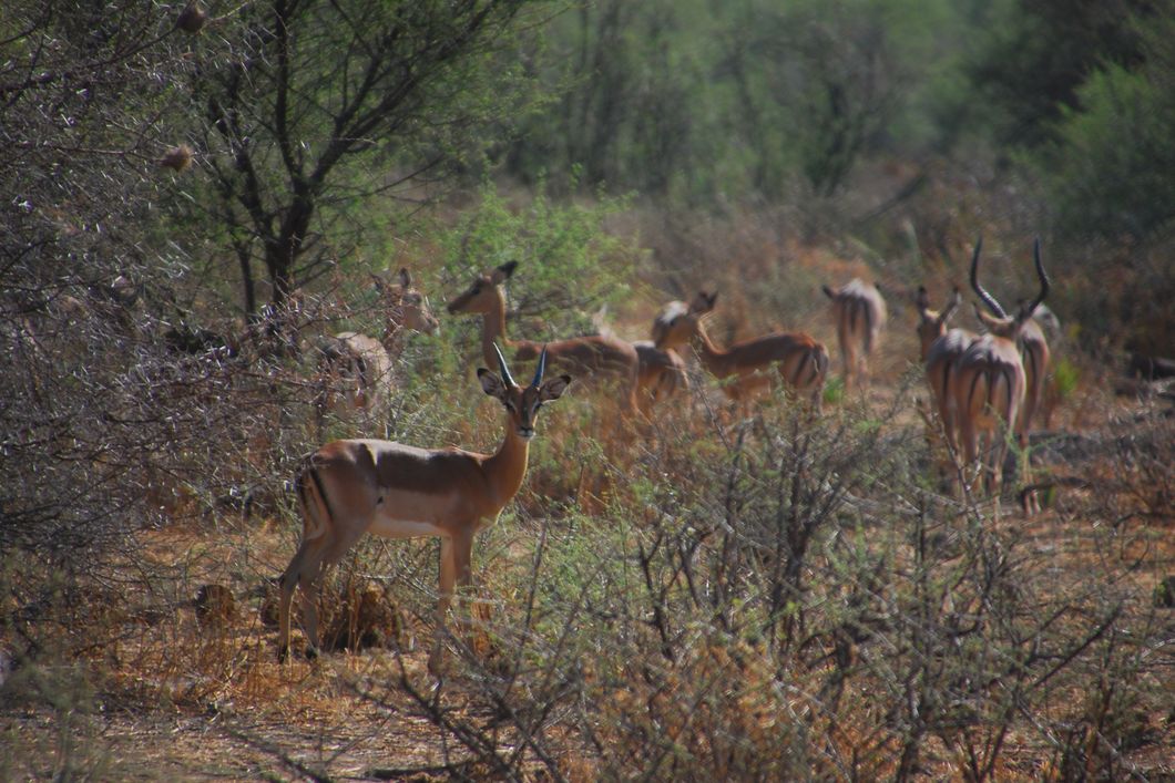 Sichtung von Wildtieren bei einem Ausflug des Natur- und Rangerkurses in Afrika