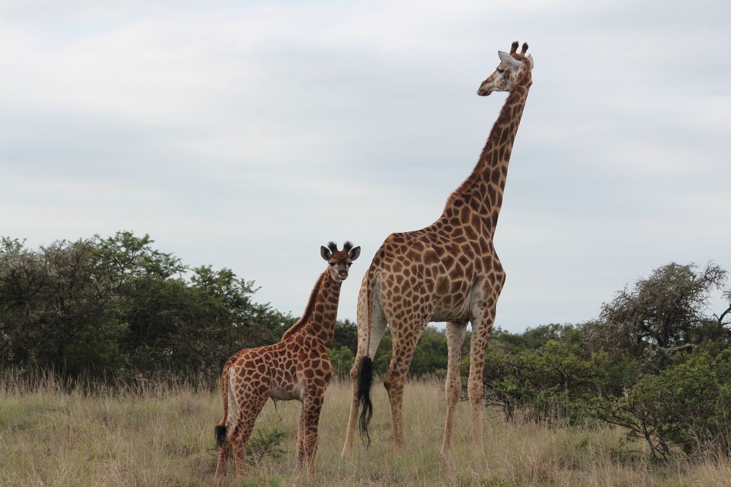 Aufnahme einer ausgewachsenen Giraffe im suedafrikanischen Amakhala Game Reserve zusammen mit ihrem Jungtier