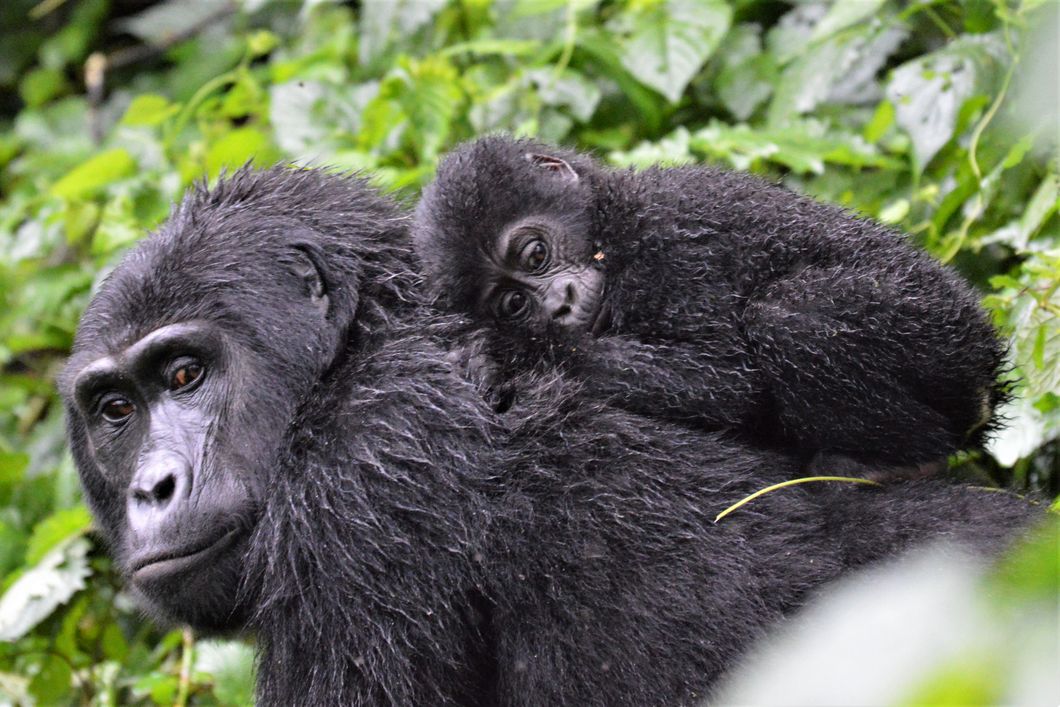 Gorilla with baby on back