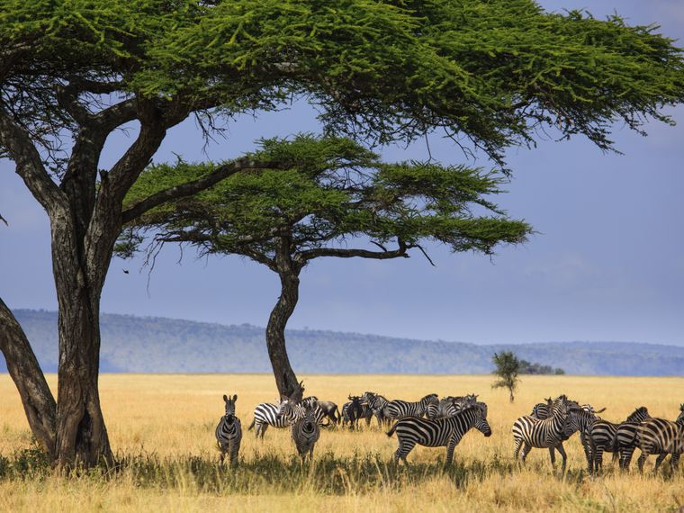 tansania-laenderinformationen-serengeti-zebras-natucate