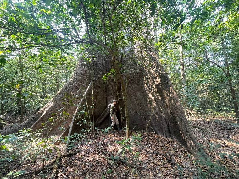 natucate-freiwilligenprojekt-peru-review-emma-regenwald-baum