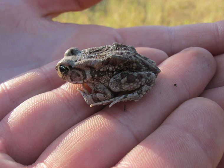 froesche-okavango-delta-naturwissen-naucate