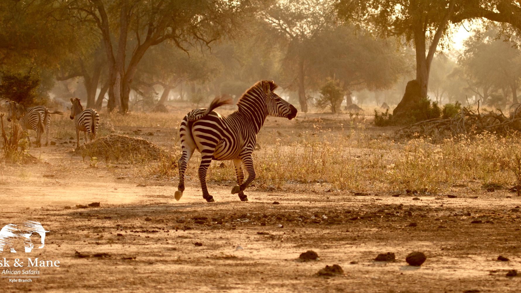 blog-ratgeber-sambia-tusk-and-mane-camp-zebra-natucate