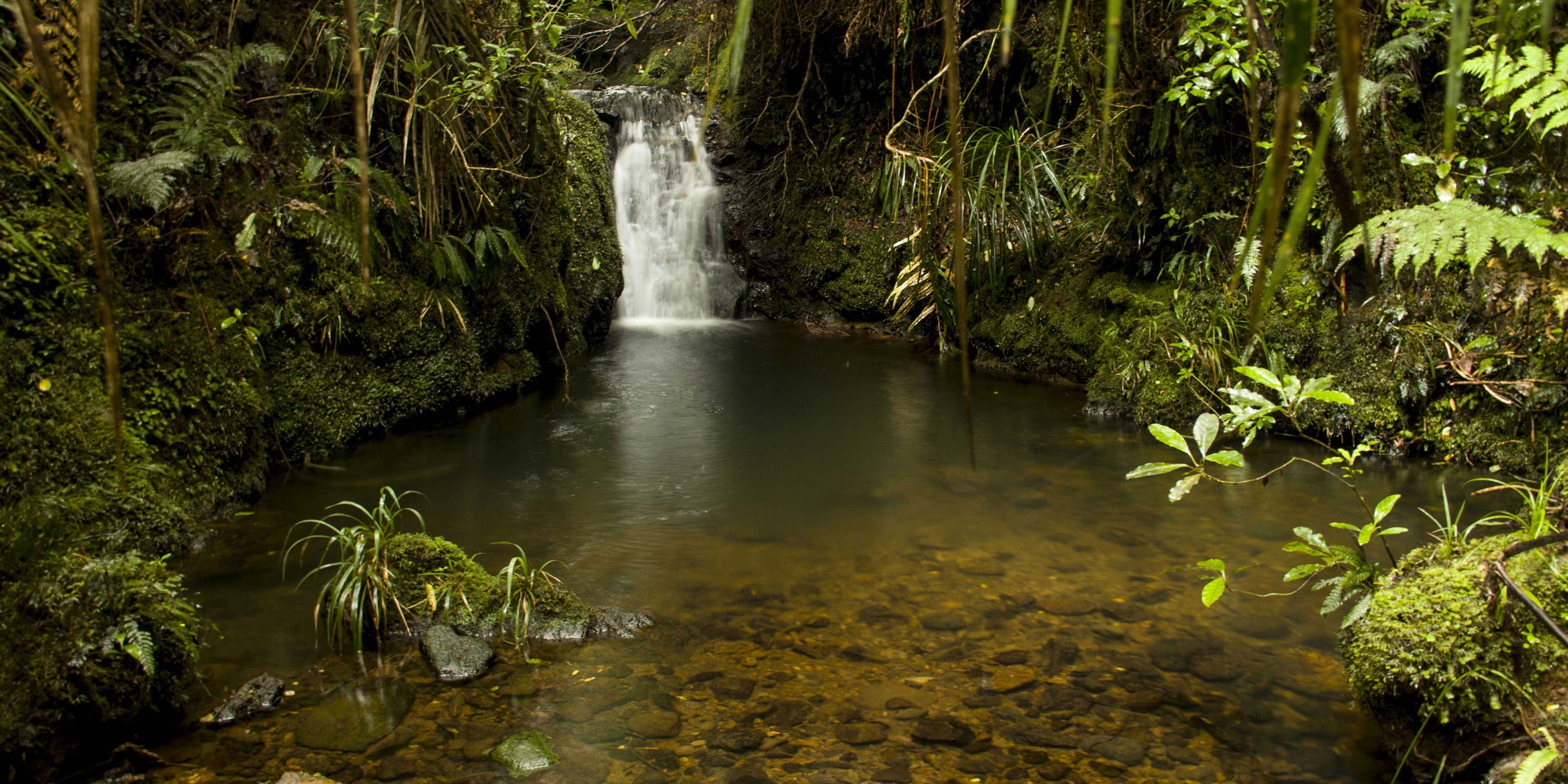 Ein verwunschenes Gewaesser inmitten eines uralten Regenwalds an der neuseelaendischen Kauri Coast