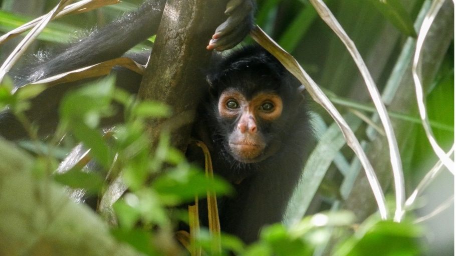 erfahrungsbericht-peru-volunteering-juliana-spider-monkey2