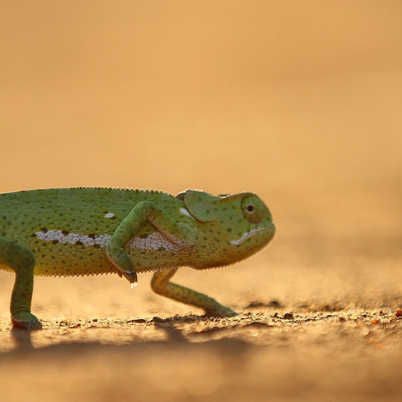 erfahrungsberichte-suedliches-afrika-pfg-rangerausbildung-kundenfotos-chamaeleon-natucate