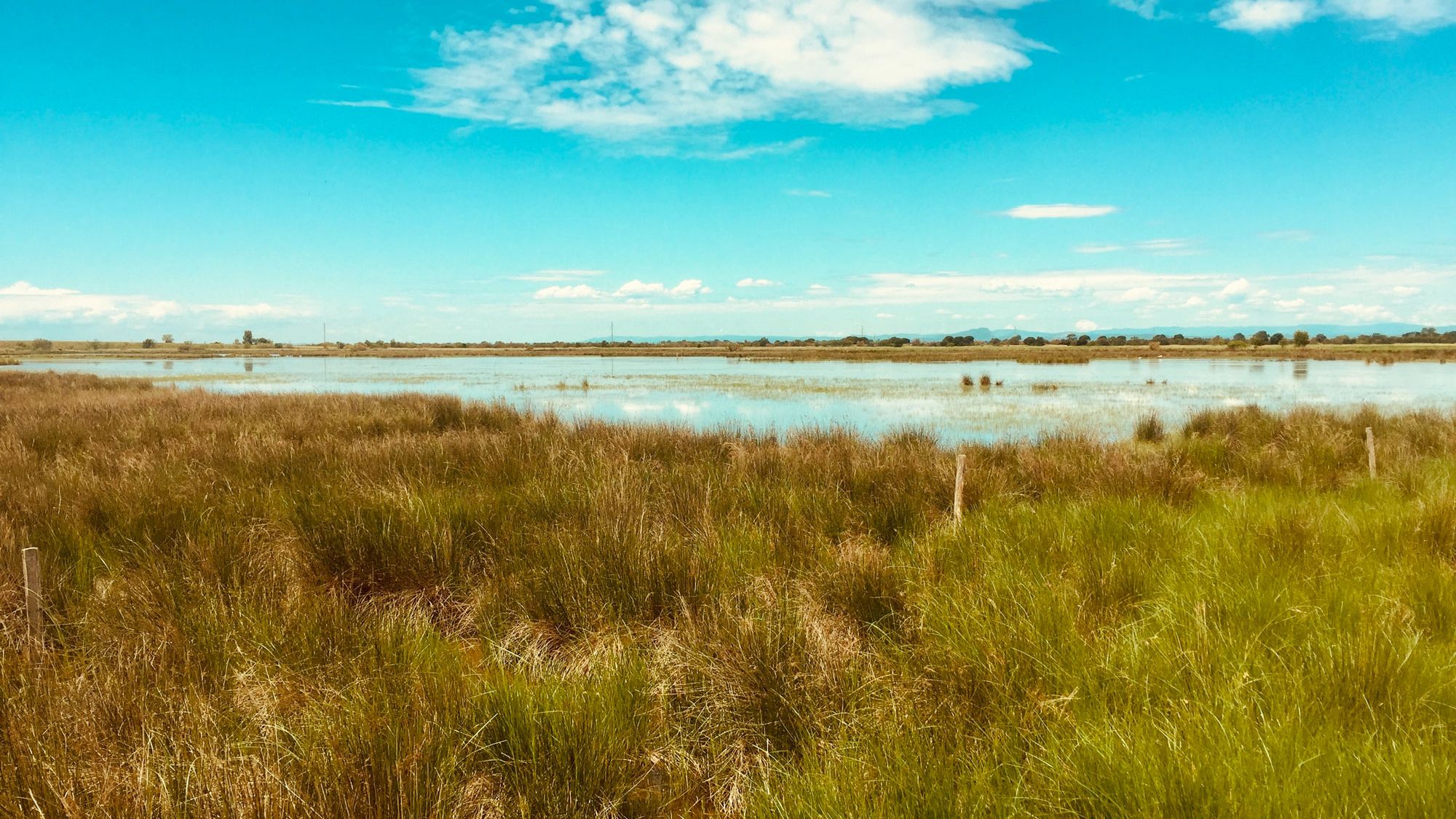 Das sumpfige Feuchtgebiet Camargue